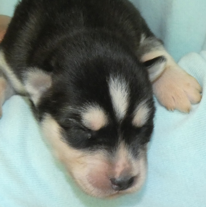 Liubov's - Chiots disponibles - Siberian Husky