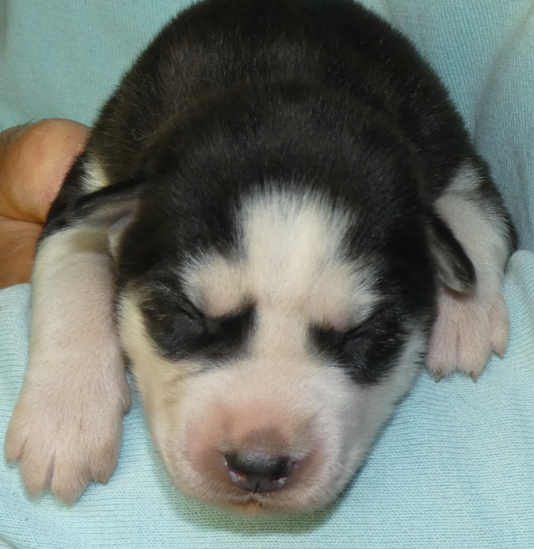Liubov's - Chiots disponibles - Siberian Husky