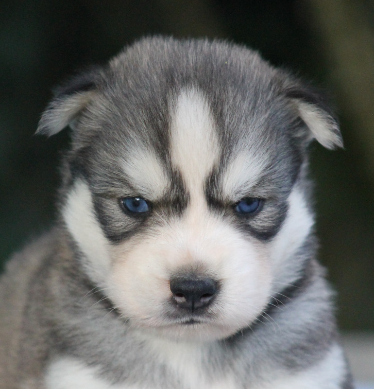 Liubov's - Chiots disponibles - Siberian Husky
