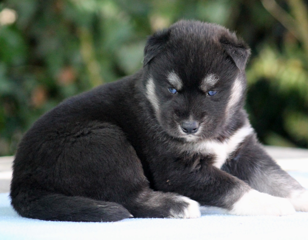 Liubov's - Chiots disponibles - Siberian Husky