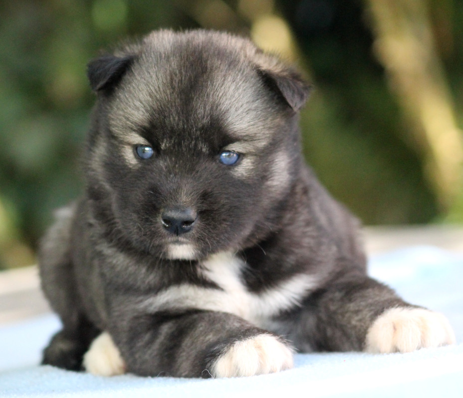 Liubov's - Chiots disponibles - Siberian Husky