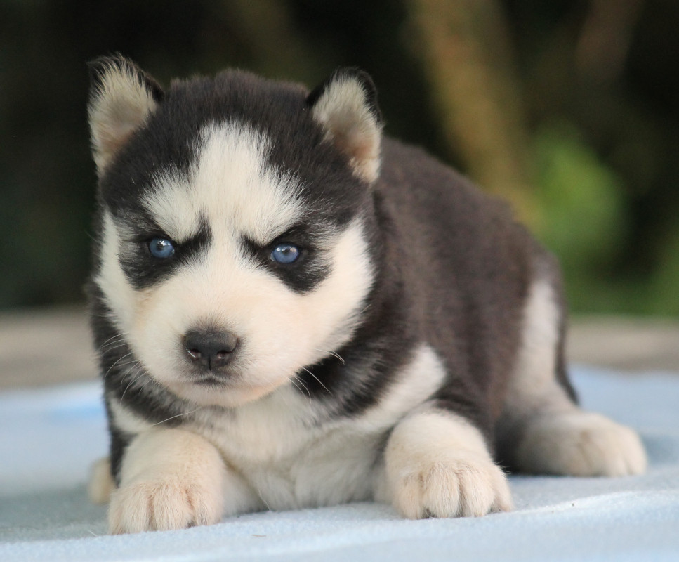 Liubov's - Chiots disponibles - Siberian Husky
