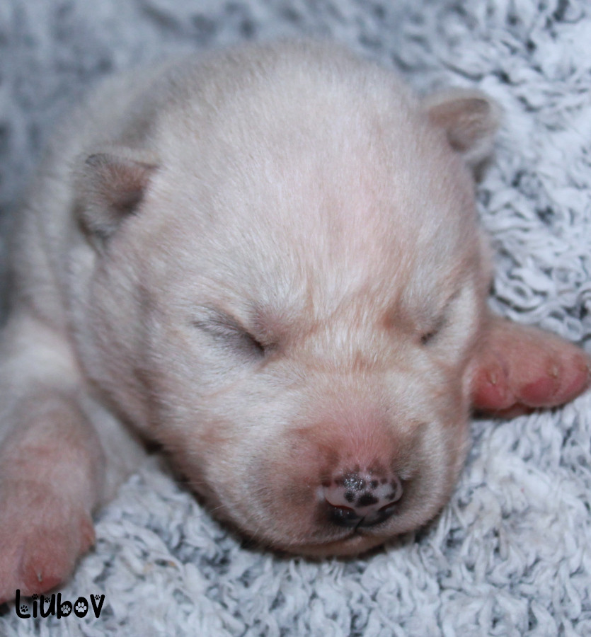 Liubov's - Chiots disponibles - Siberian Husky