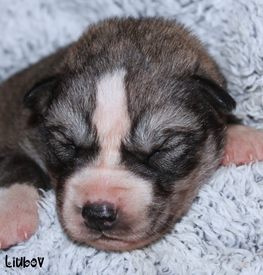 Liubov's - Chiots disponibles - Siberian Husky