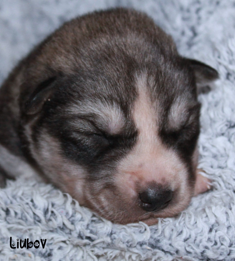 Liubov's - Chiots disponibles - Siberian Husky