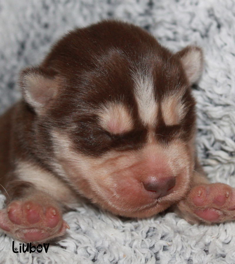 Liubov's - Chiots disponibles - Siberian Husky