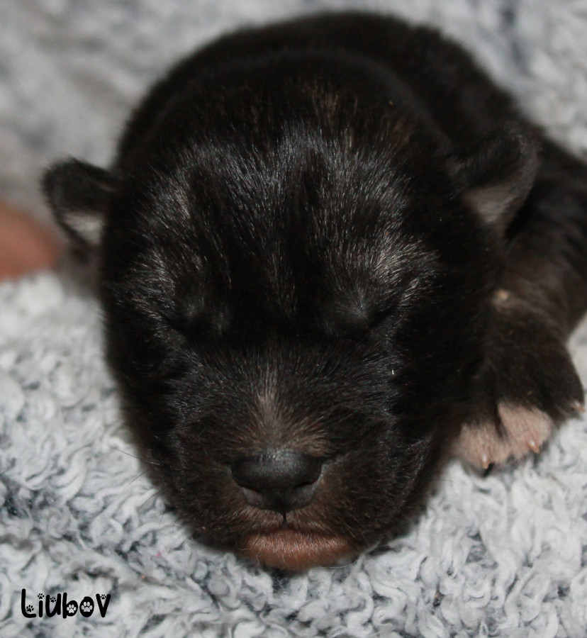 Liubov's - Chiots disponibles - Siberian Husky
