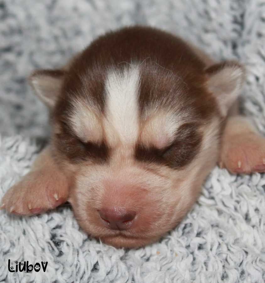 Liubov's - Chiots disponibles - Siberian Husky