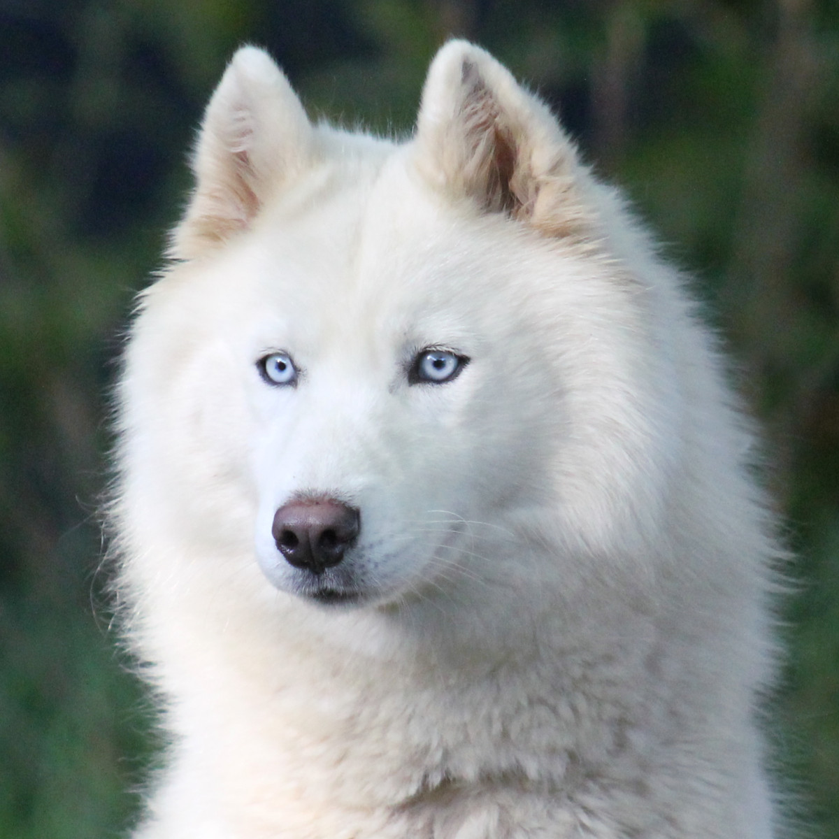 Chiot Siberian Husky Liubov's
