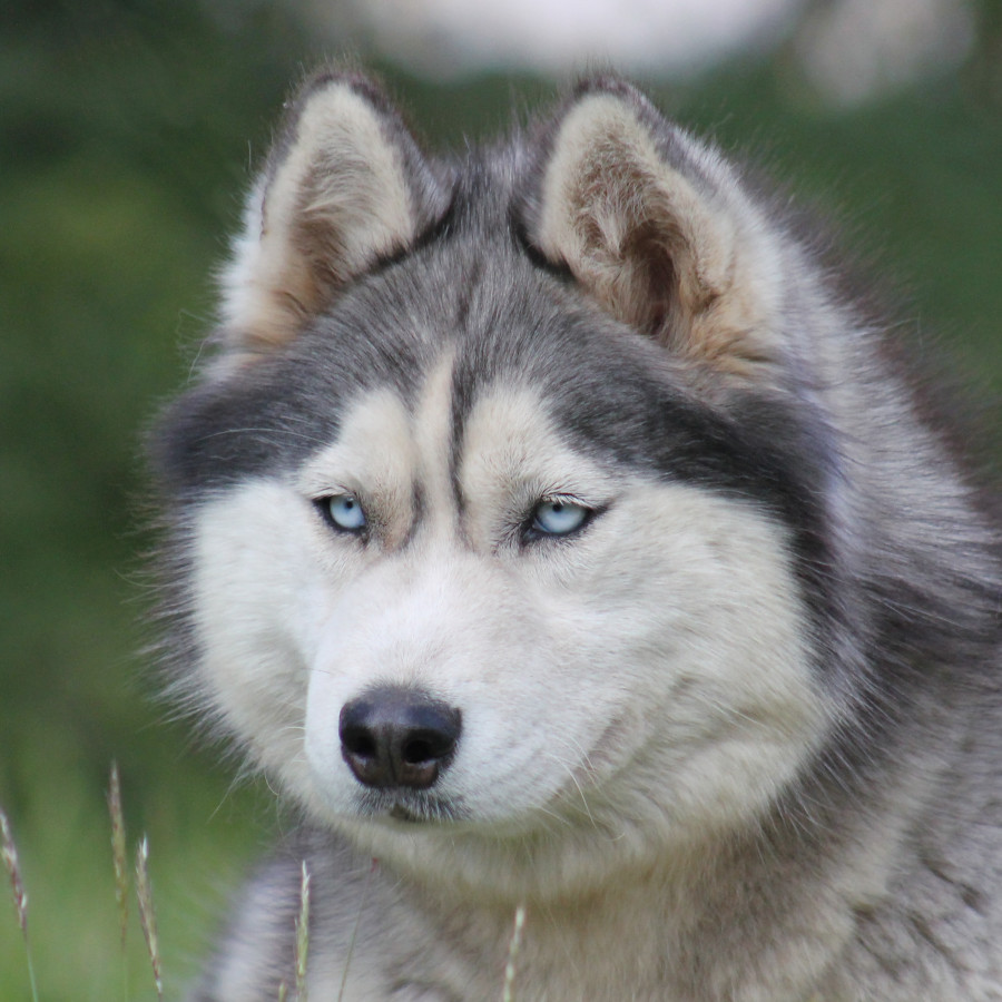 Chiot Siberian Husky Liubov's