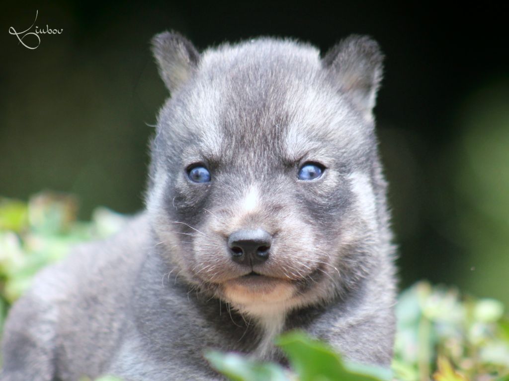 Liubov's - Chiots disponibles - Siberian Husky