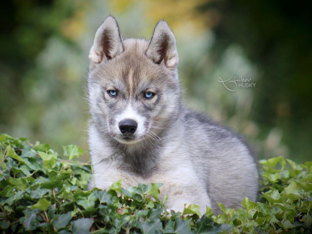 Liubov's - Chiots disponibles - Siberian Husky