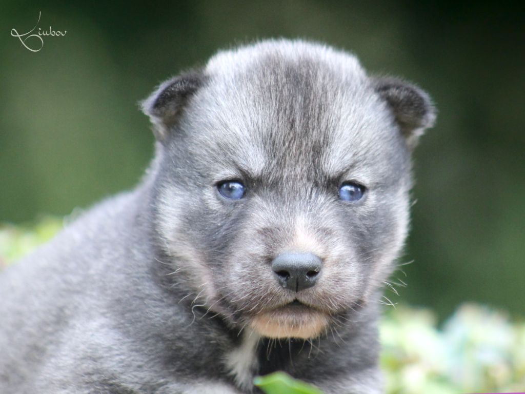Liubov's - Chiots disponibles - Siberian Husky