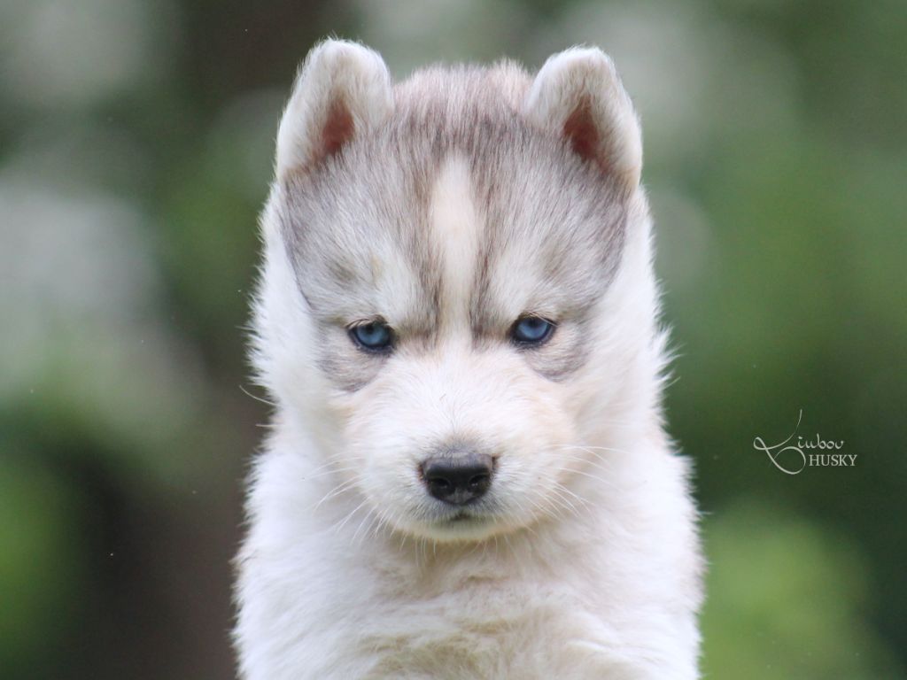 Liubov's - Chiots disponibles - Siberian Husky