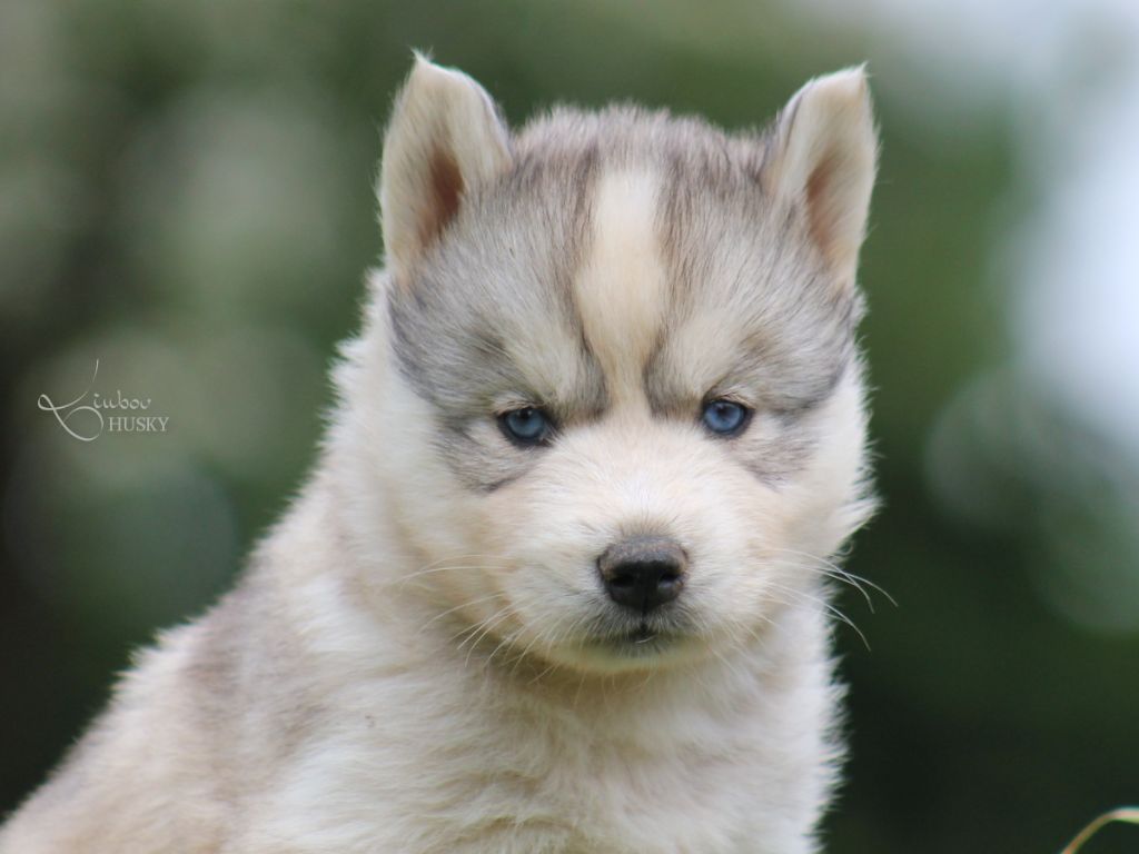 Liubov's - Chiots disponibles - Siberian Husky