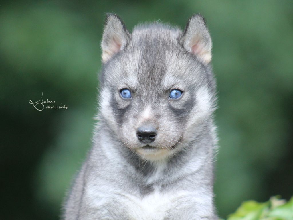Liubov's - Chiots disponibles - Siberian Husky