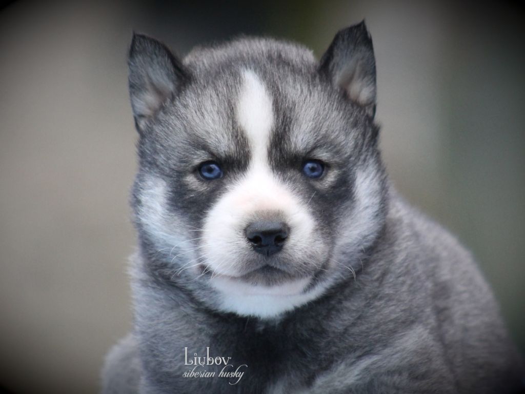 Liubov's - Chiots disponibles - Siberian Husky