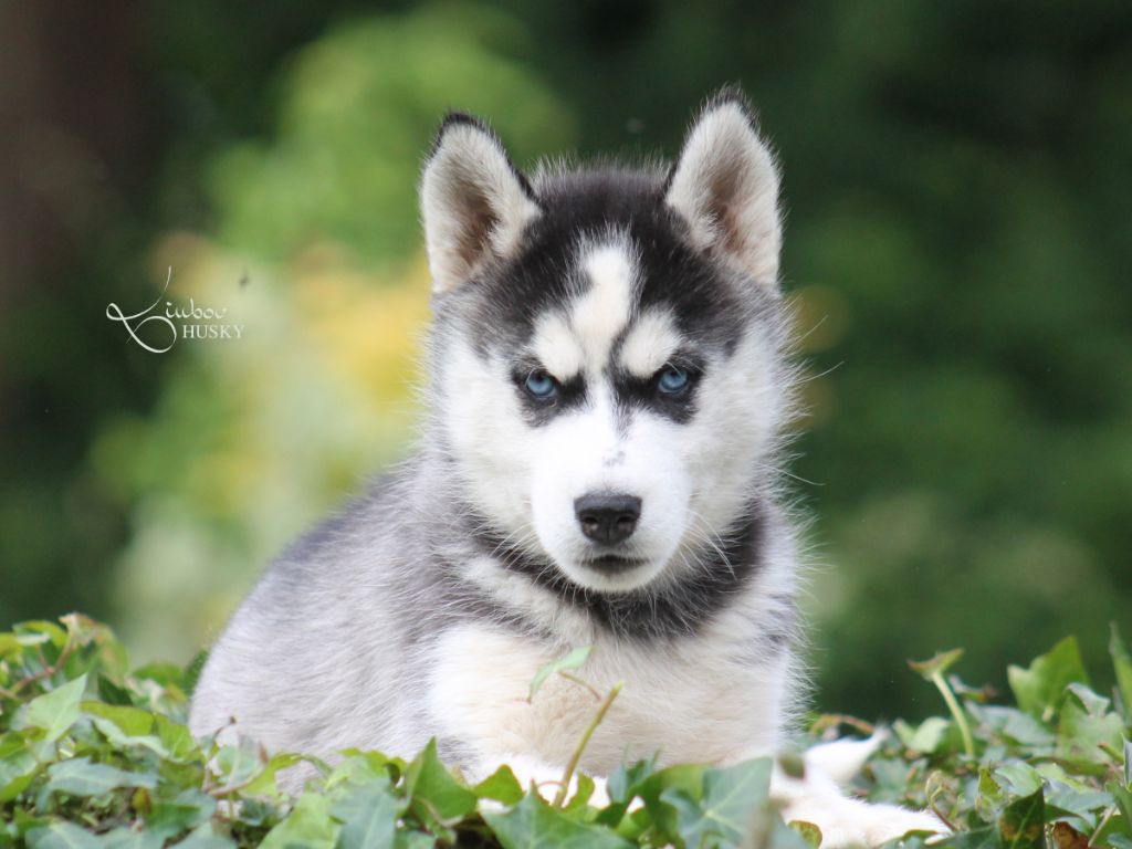 Liubov's - Chiots disponibles - Siberian Husky
