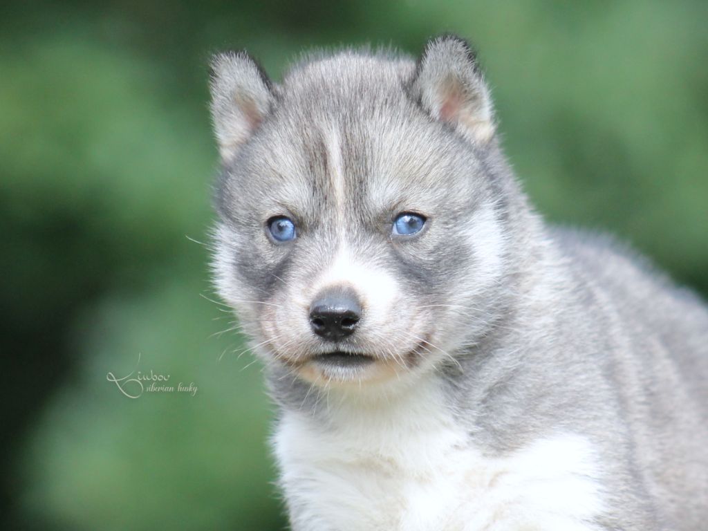 Liubov's - Chiots disponibles - Siberian Husky
