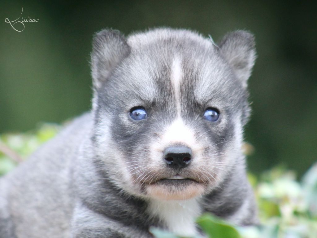 Liubov's - Chiots disponibles - Siberian Husky