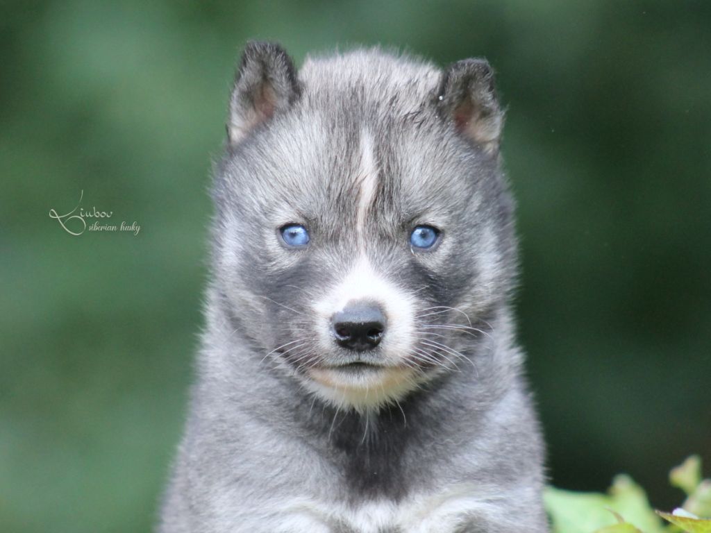 Liubov's - Chiots disponibles - Siberian Husky