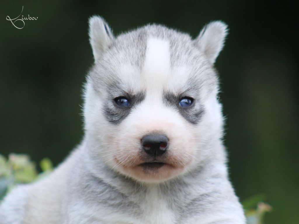 Liubov's - Chiots disponibles - Siberian Husky