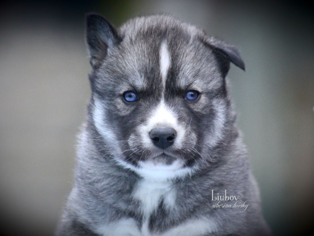 Liubov's - Chiots disponibles - Siberian Husky