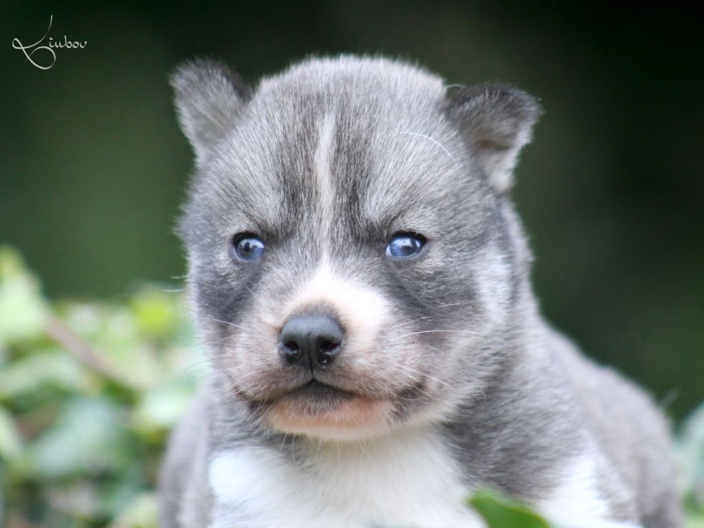 Liubov's - Chiots disponibles - Siberian Husky