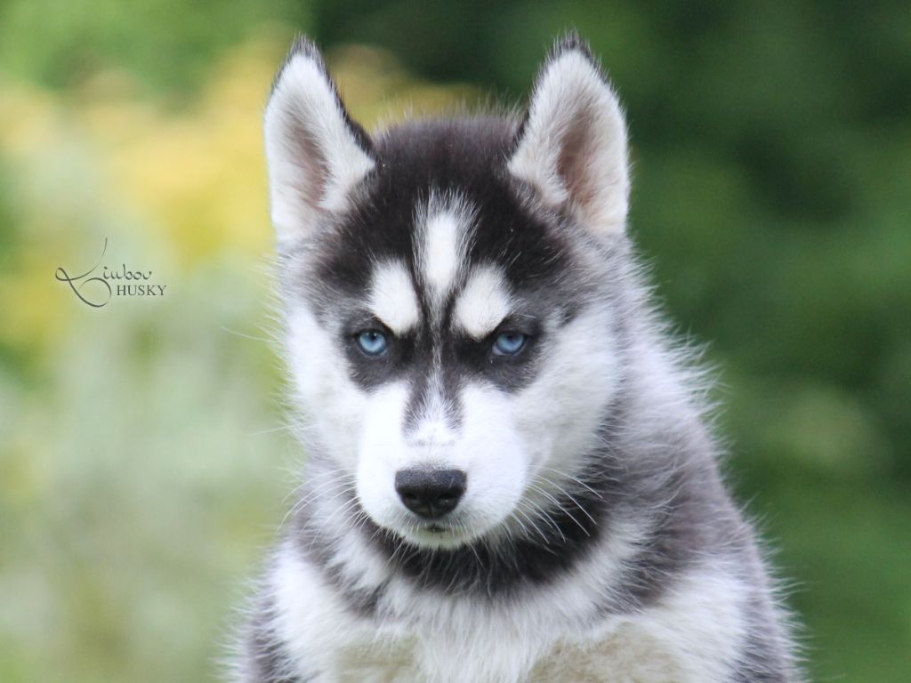 Liubov's - Chiots disponibles - Siberian Husky