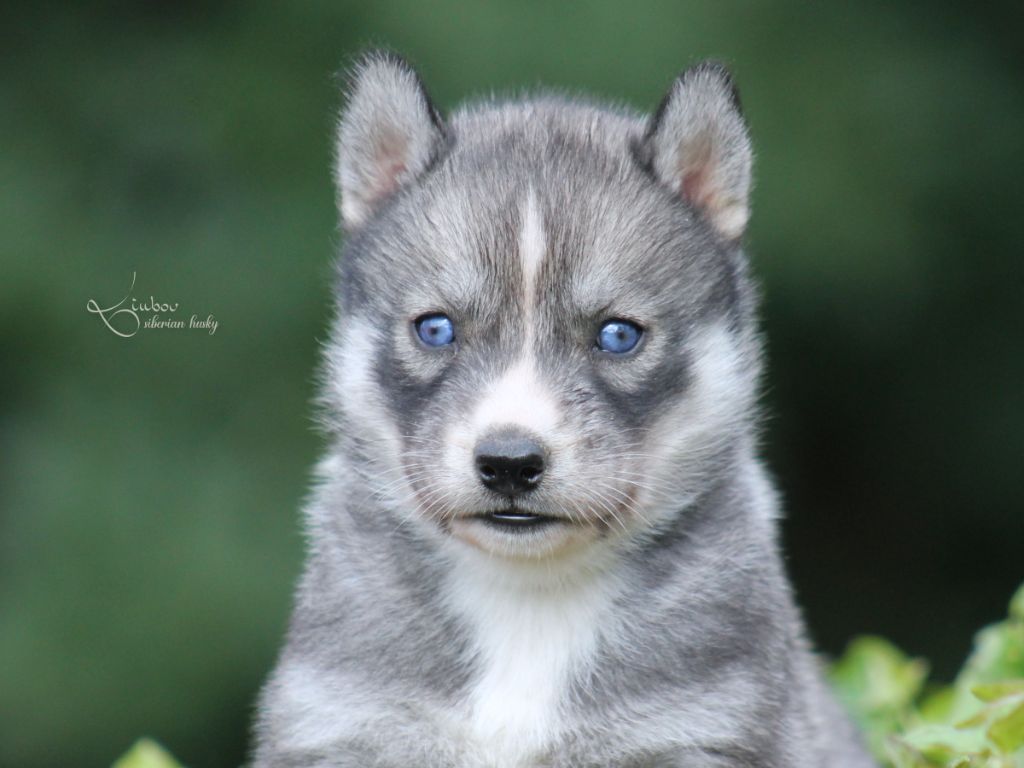 Liubov's - Chiots disponibles - Siberian Husky