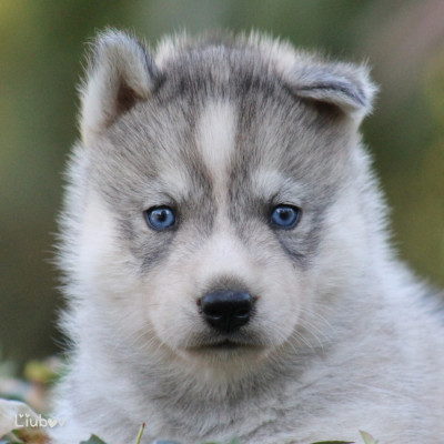 LIUBOV'S BALTO