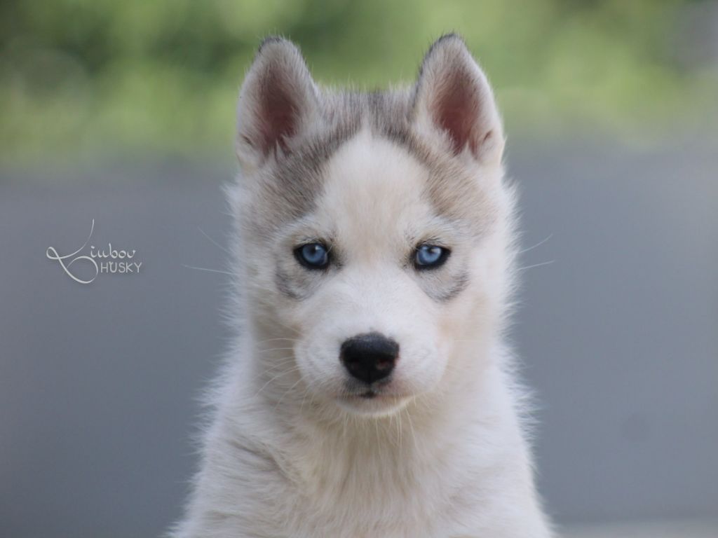 Liubov's - Chiots disponibles - Siberian Husky