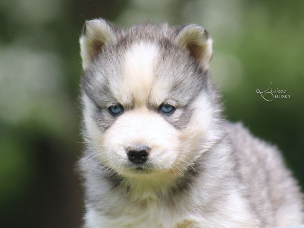 Liubov's - Chiots disponibles - Siberian Husky