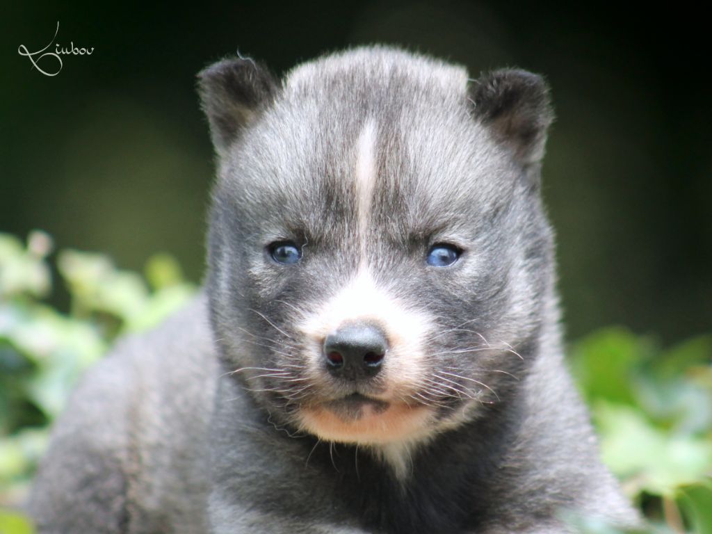 Liubov's - Chiots disponibles - Siberian Husky