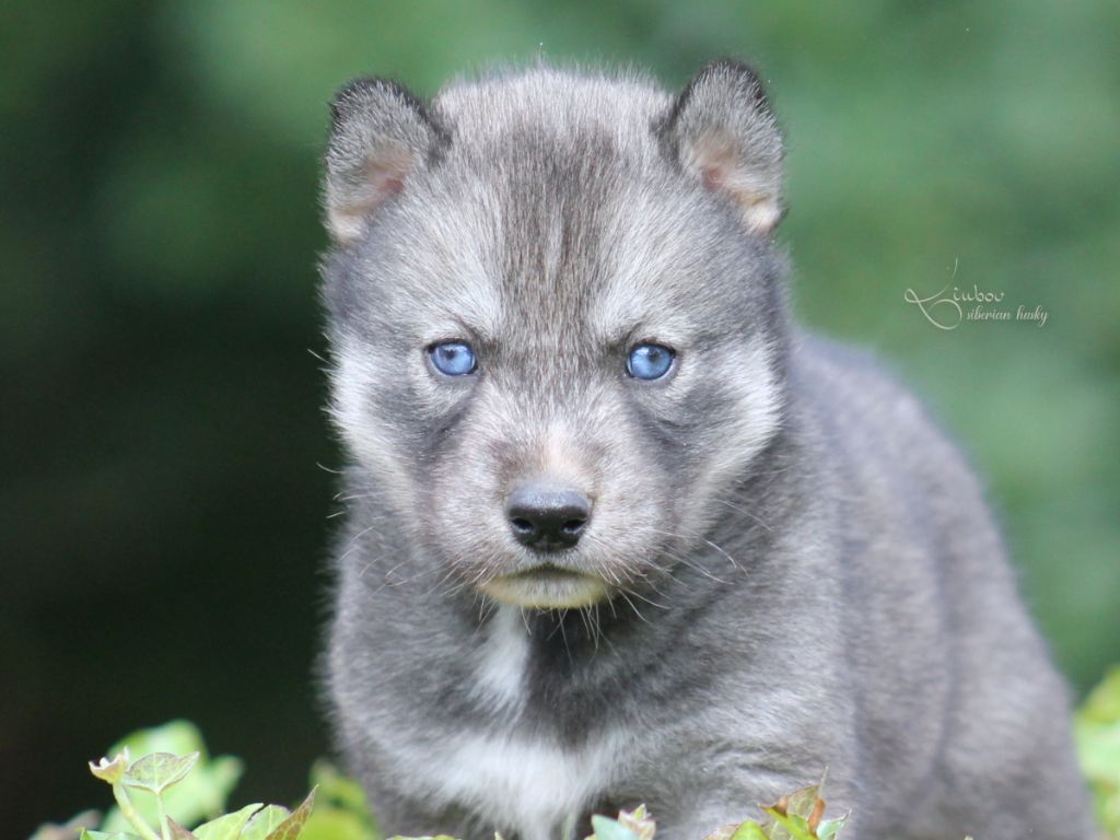 Liubov's - Chiots disponibles - Siberian Husky