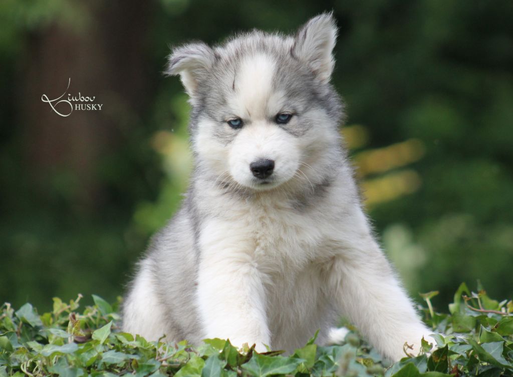 Liubov's - Chiots disponibles - Siberian Husky