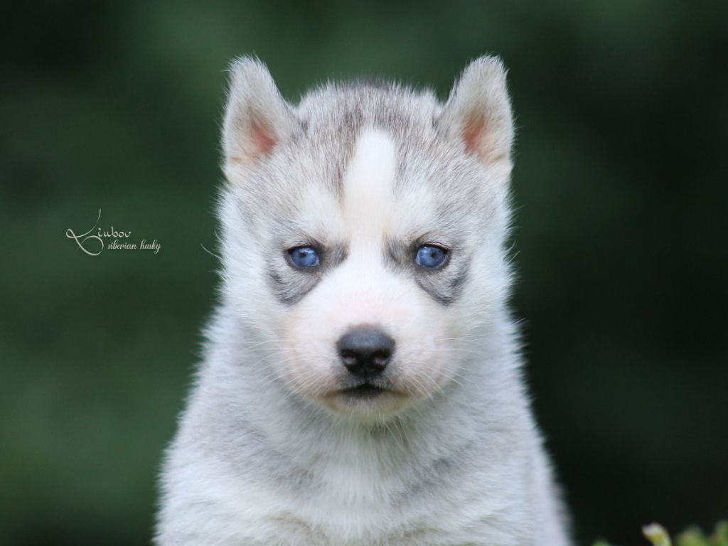 Liubov's - Chiots disponibles - Siberian Husky