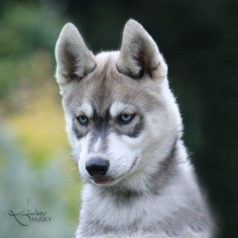Liubov's - Chiots disponibles - Siberian Husky