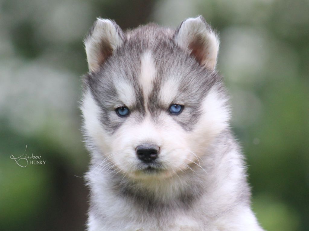 Liubov's - Chiots disponibles - Siberian Husky