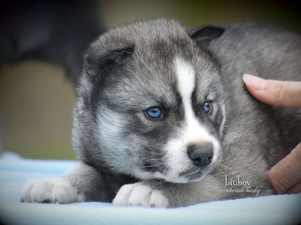 Liubov's - Chiots disponibles - Siberian Husky