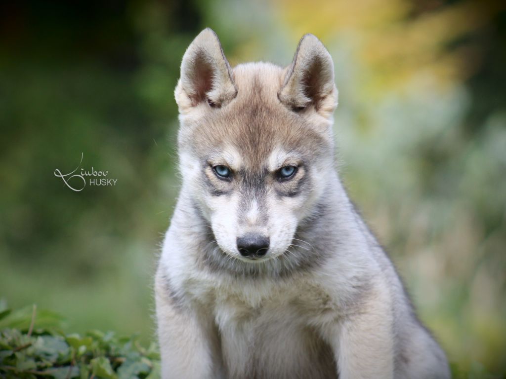 Liubov's - Chiots disponibles - Siberian Husky