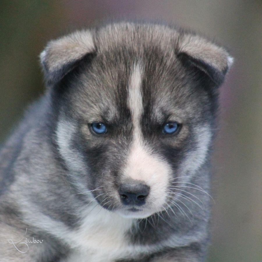 Liubov's - Chiots disponibles - Siberian Husky
