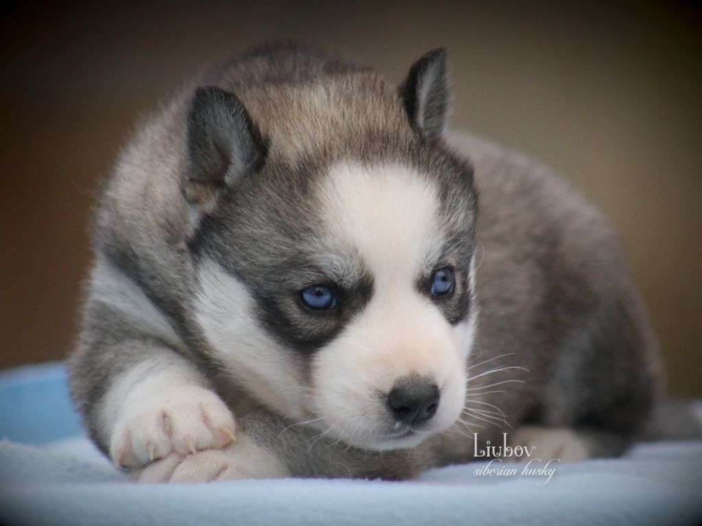 Liubov's - Chiots disponibles - Siberian Husky