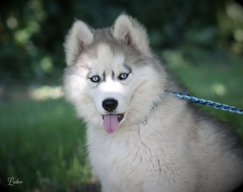 Liubov's - Chiots disponibles - Siberian Husky