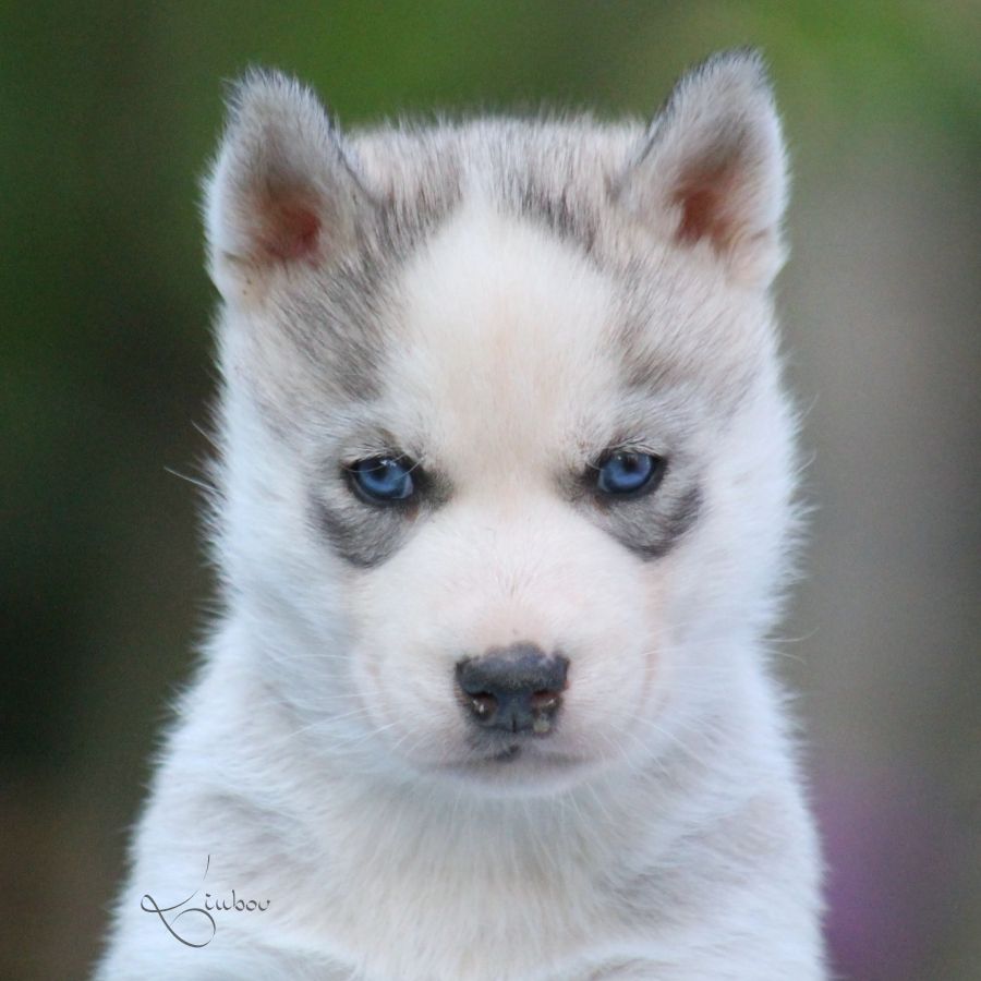 Liubov's - Chiots disponibles - Siberian Husky