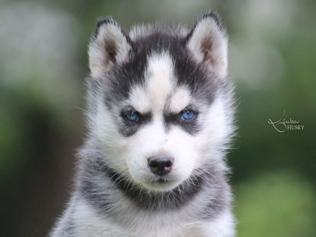 Liubov's - Chiots disponibles - Siberian Husky
