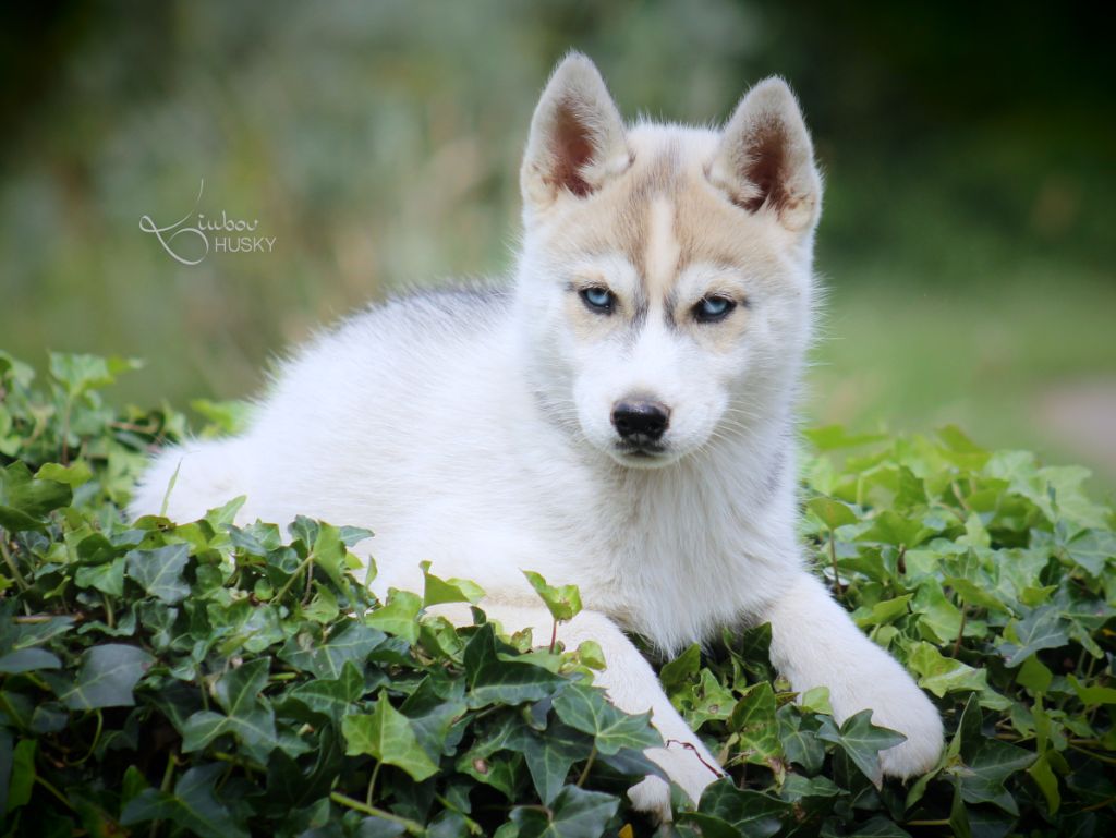 Liubov's - Chiots disponibles - Siberian Husky