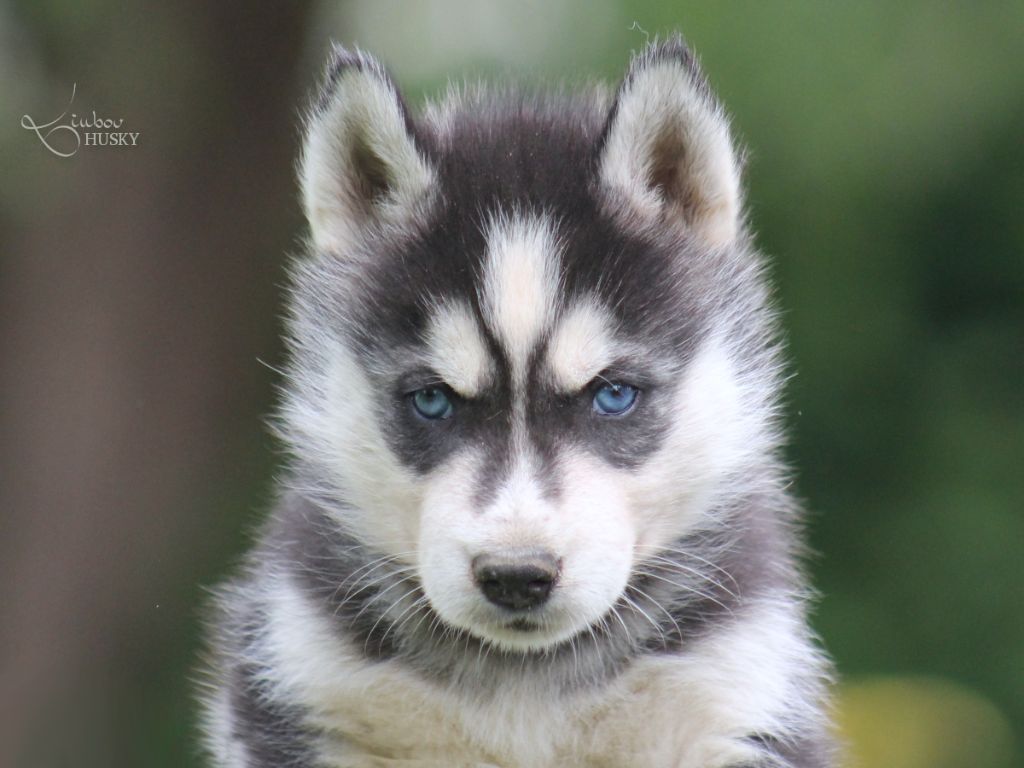 Liubov's - Chiots disponibles - Siberian Husky