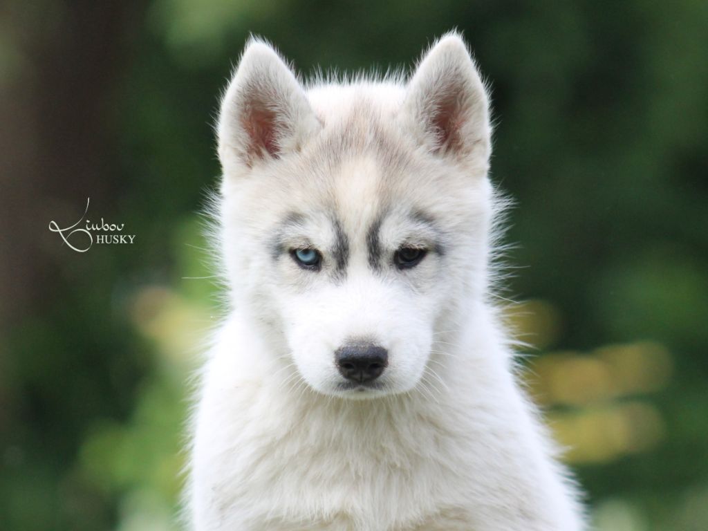 Liubov's - Chiots disponibles - Siberian Husky