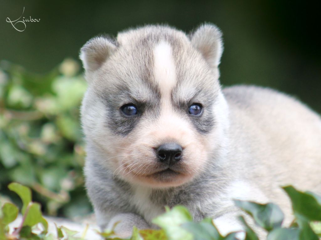 Liubov's - Chiots disponibles - Siberian Husky
